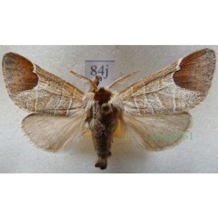 Clostera curtula (Linnaeus, 1758) male Wzjeżka łozówka Czech84j